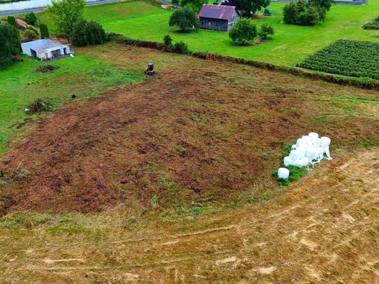 blackberry-clearing-after