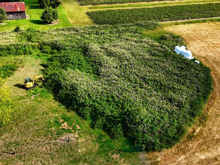 blackberry-clearing-before