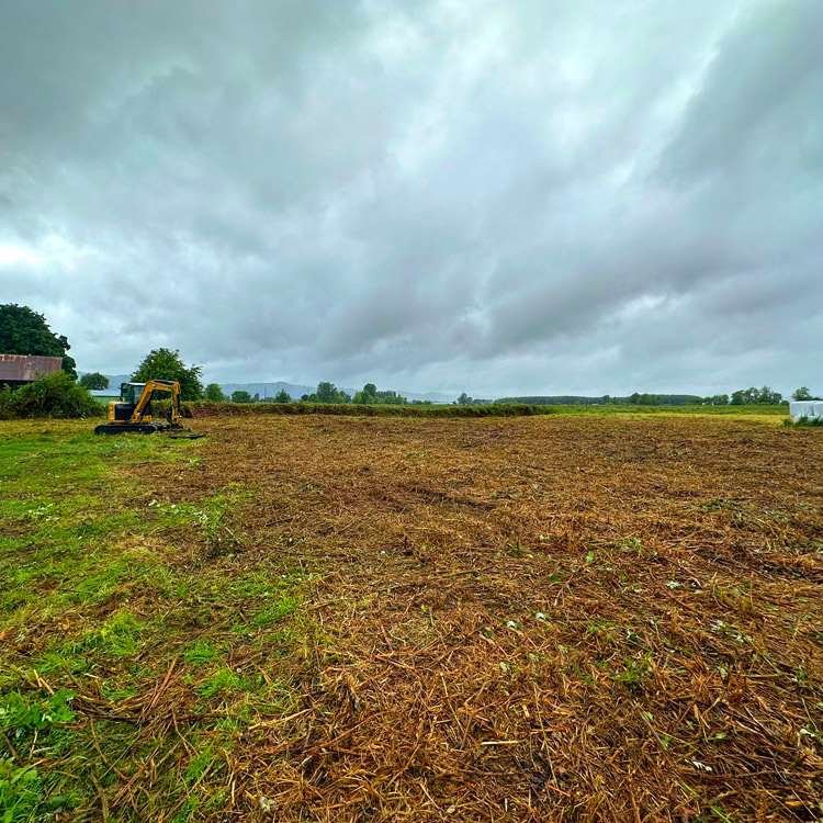 blackberry-clearing-in-oregon